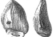 Tooth of the dinosaur Cardiodon