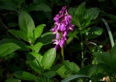 early purple orchid, Inwood