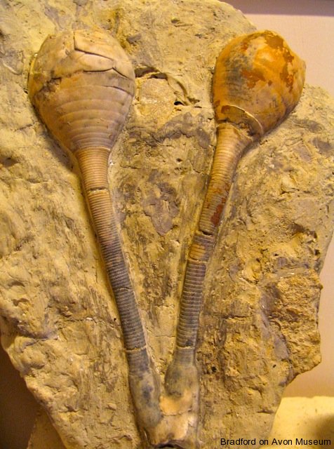 Fossil crinoids, Apiocrinites