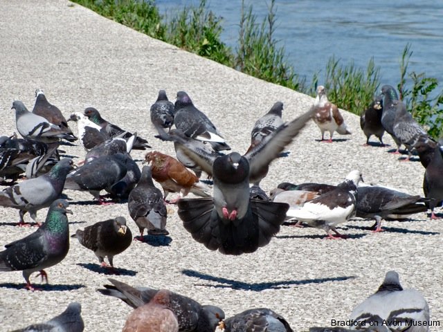 pigeons
