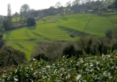 lynchetts below Green Lane, Turleigh