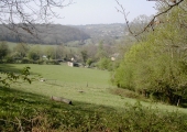 Avoncliff Wood, Westwood