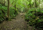 Conkwell Wood