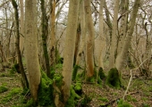 old coppice, Inwood, Monkton Farleigh