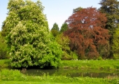 horse chestnut and copper beech, Belcombe, Bradford